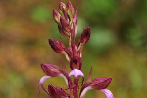 Himantoglossum comperianum (Steven) P. Delforge.