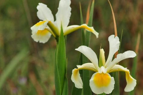 Iris orientalis Mill.