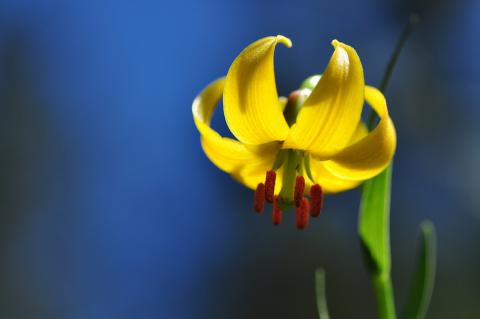 Lilium albanicum Griseb.