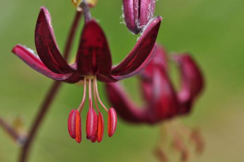 Lilium martagon L.