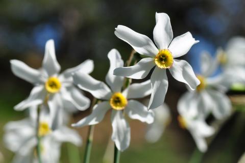 Narcissus poeticus L.