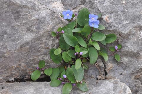 Omphalodes luciliae Boiss.