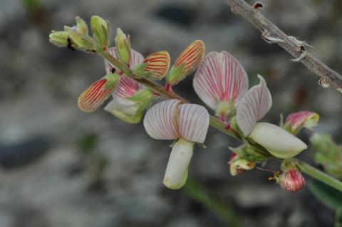 Onobrychis aliacmonia Rech. f.