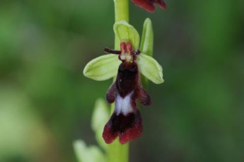 Ophrys insectifera L.