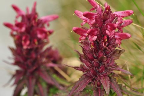 Pedicularis olympica Boiss.