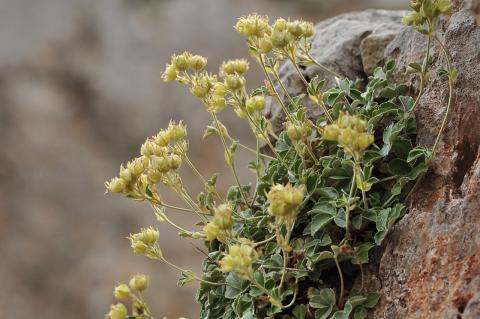 Potentilla speciosa Willd.