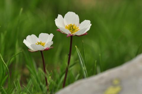 Ranunculus cacuminis Strid & Papan.