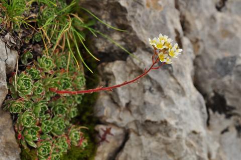 Saxifraga paniculata Mill.