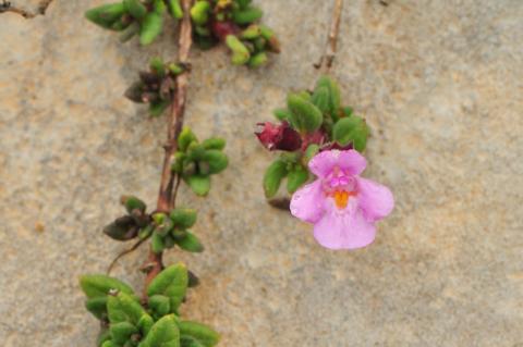 Thymus hartvigii R. Morales subsp. hartvigii .