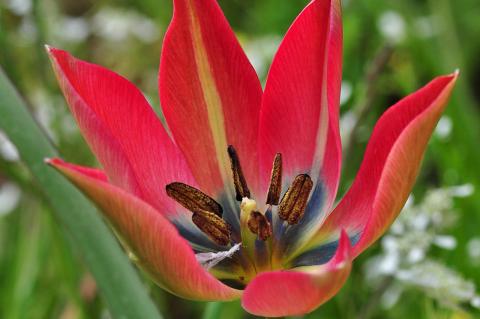 Tulipa orphanidea Boiss. ex Heldr.