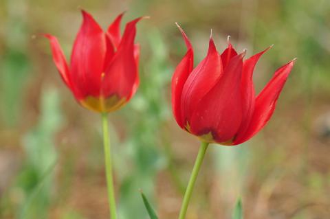 Tulipa undulatifolia Boiss.