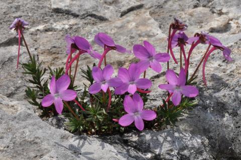 Viola delphinantha Boiss.