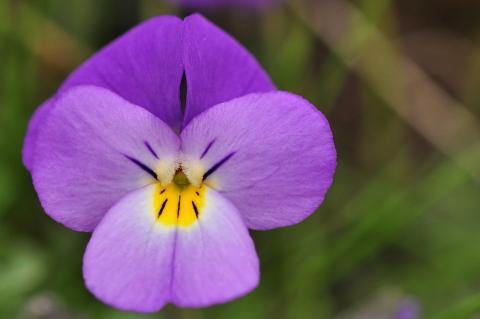 Viola doerfleri Degen.