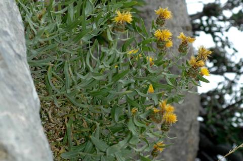 Centaurea lancifolia Spreng.