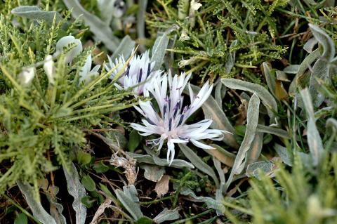 Centaurea baldaccii Bald.