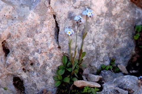 Myosotis solange Greuter & Zaffran