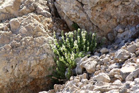 Nepeta sphaciotica P.H. Davis