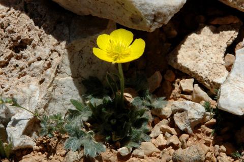 Ranunculus radinotrichus Greuter & Strid