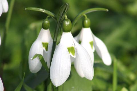 Galanthus ikariae Baker