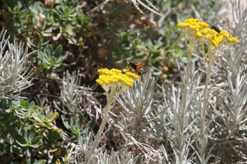 Helichrysum heldreichii Boiss.