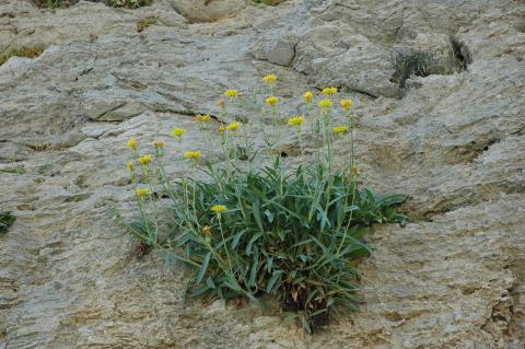 Scorzonera scyria M.A. Gust & Snogerup