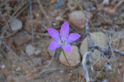 Campanula spatulata Sm. subsp. filicaulis (Halácsy) Phitos