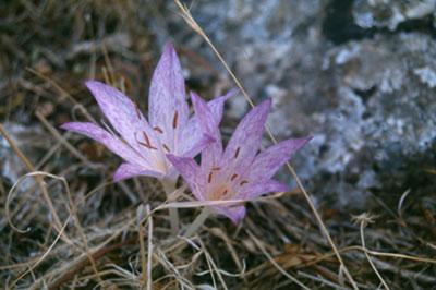 Colchicum macrophyllum B.L. Burtt