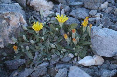 Crepis sibthorpiana Boiss. & Heldr.