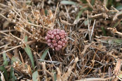 Horstrissea dolinicola Greuter, P. Gerstberger & B. Egli