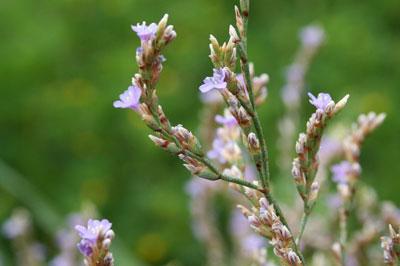 Limonium cornarianum Kypriot. & R. Artelari