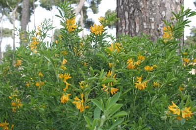 Medicago arborea L. subsp. strasseri (Greuter, Matthäs & Risse) Sobr.-Vest. & Ceresuela