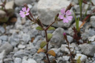 Silene integripetala Bory & Chaub. subsp. greuteri (Phitos) Akeroyd