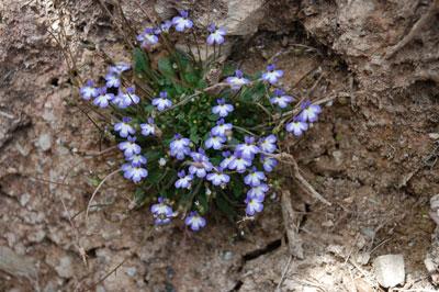 Solenopsis minuta (L.) C. Presl subsp. annua Greuter, Matthäs & Risse