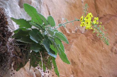 Verbascum arcturus L.