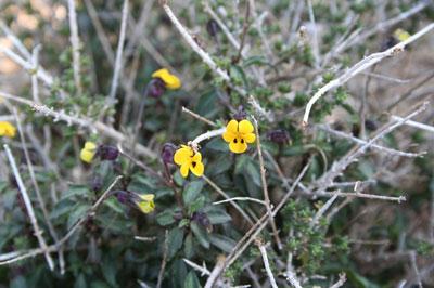 Viola scorpiuroides Coss.