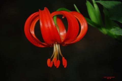 Lilium chalcedonicum L.