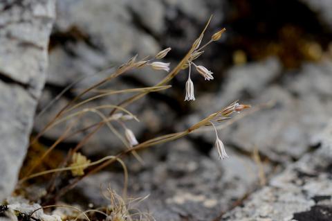 Allium hirtovaginatum Kunth.
