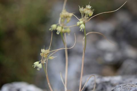 Allium hymettium Boiss. & Heldr.