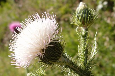 Carduus euboicus Franco.