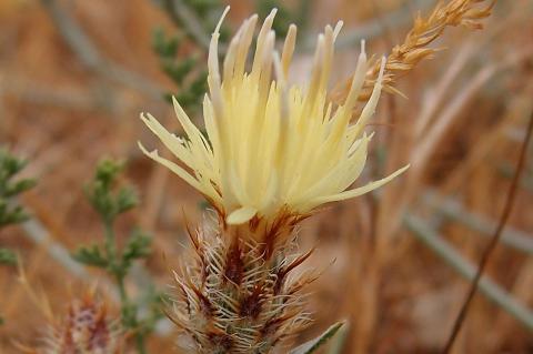 Centaurea hymettia Kit Tan, Zografidis & Bancheva.