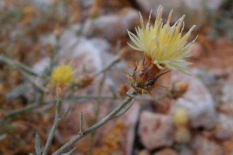 Centaurea hymettia Kit Tan, Zografidis & Bancheva.