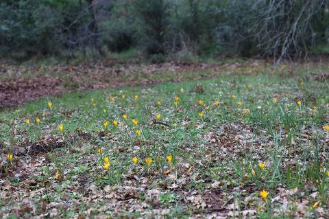 Crocus flavus Weston subsp. atticus Kit Tan, Zografidis & Mermygkas.