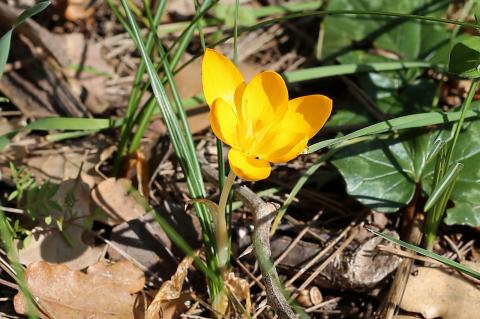 Crocus flavus Weston subsp. atticus Kit Tan, Zografidis & Mermygkas.