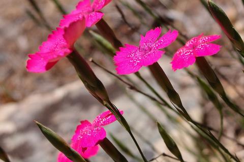 Dianthus diffusus Sm.