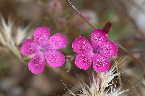 Dianthus diffusus Sm.