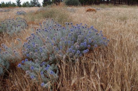 Echinops graecus Mill.