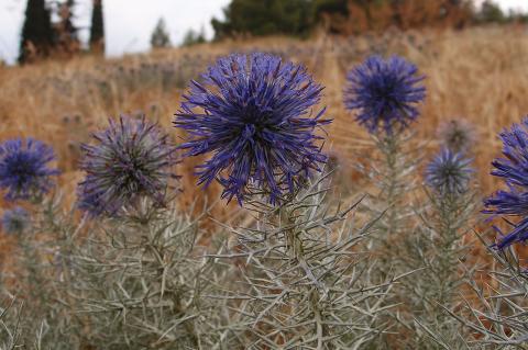 Echinops graecus Mill.