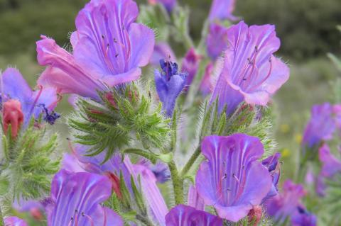 Echium plantagineum L.