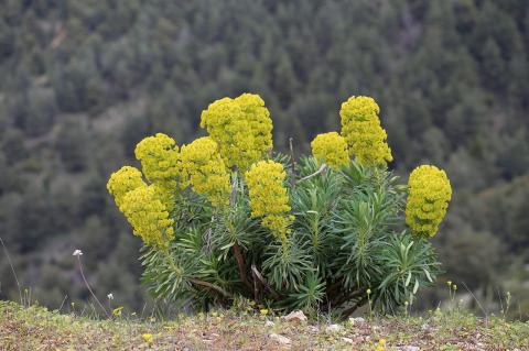 Euphorbia characias L.