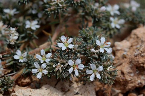 Frankenia hirsuta L.